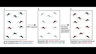 evolution in present time | DDT on mosquitoes , HIV, bacteria | grade 12 life science | ThunderEDuc