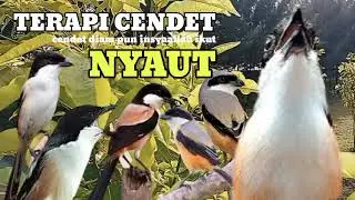 Masteran Ampuh buat pancingan cendet supaya seketika langsung NYAUT