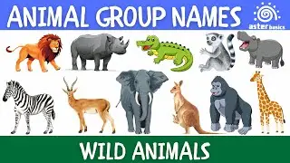 Animal Group Names | Wild Animals Lion, Tiger, Giraffe, Zebra | Aster Basics #learning #kidslearning