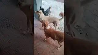 feeding hungry dogs see their struggle! Video starts after 2 minutes,so watch this live after 2 min!