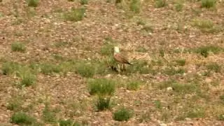 Oriental Plover in the Gobi