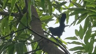 Cuckoo on Mahua tree #garden #nature #cuckoo #bird #birdie #birds #gujarat #mehsana #park #outdoor