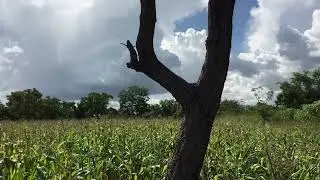 #Vinmak #Seed #Maize Fields