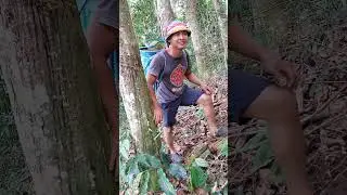 Stamina kena kuat bila angkat durian naik bukit