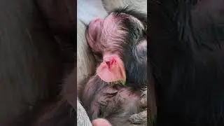 Monkey love