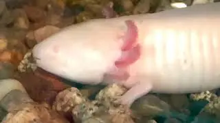 Axolotl amphibian Connecticut New England USA