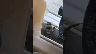 bee whining to soca music new music alert gimme da whine dey youtube shorts