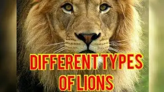 Different types of Lions
