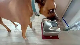 SIBAYS 4Gal 15L Dog Water Fountain for Large Dogs, Stainless Steel Large Pet Water Fountain Review