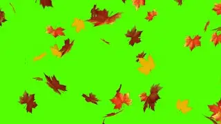 Falling Leaves green screen | no copyright|Leaves rain| top 10 leaves falling effect | free download