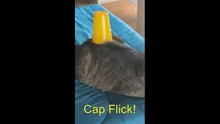 Cap Flicking a Cup off my CAT