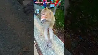 Don't Copy my sitting style. #monkey #savannah #animals #chimpazee #capuchin #shortsvideo