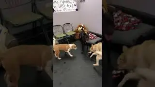 Adoption Center FUN!!!