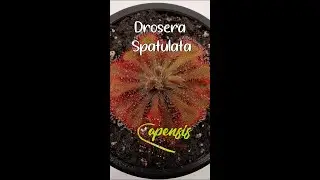 Drosera Spatulata