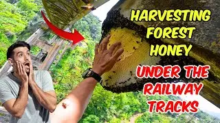 TREE CLIMBING SKILLS | Secrets of Catching Giant Honey Bees Using Traditional Forest Knowledge