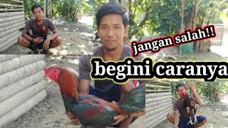 Cara Melatih Fisik Ayam Yang Baik Dan Benar@PETERNAK KAMPUNG