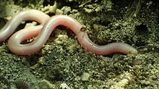 Wormslang/European blind snake (Xerotyphlops vermicularis)