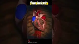 How The Human HEART Works ? Heart function -  #cardiology #shorts