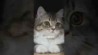 I Got a Cat To Help Me Lose Weight