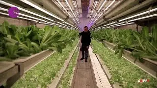 Made-in-China container greenhouses taking root in overseas markets