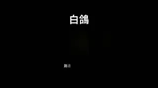 白鴿&mdash;【白鴿阿白鴿你要飛去哪裡】【家裡的燈火還在等你】