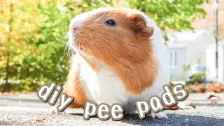 How to Make Your Own Potty Pads for Guinea Pigs