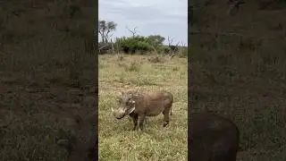 Pumba Family Together #explore #nature #africa #pumba #family #together #youtubeshorts #shorts #like