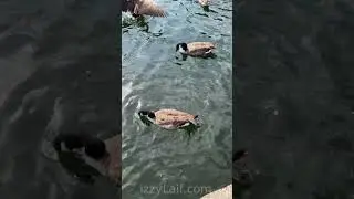 #cocцы