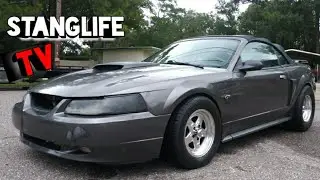 Stanglife stable