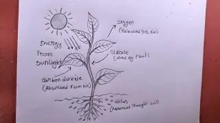 How To Draw Photosynthesis Process/easy drawing Photosynthesis