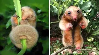 Silky Anteater 🦥 This Tiny Predator Is Adorable!