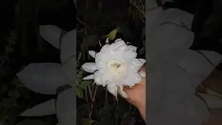 Brahma kamal #plants #flower