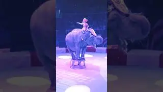 Слон виртуоз в цирке #animals #circus #elephant