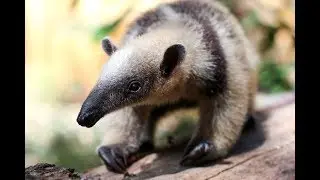 Costa Rican Anteater Rescue, Rehab & Release
