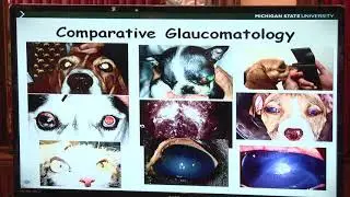 Canine Open-Angle Glaucoma | PBGV Club