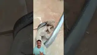 Komodo Dragon vs Cobra &ndash; Nature&rsquo;s Most Shocking Face-Off! #usa #animalrescue #shortsfeed