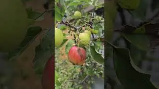 Baby Apple sa Paso #nature #garden #babyapple