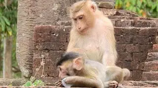 So Sweet Pigtail Monkey Rose Love Baby Monkey & Nurse Pigtail Bonita
