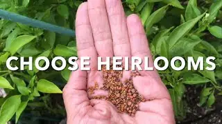 Quick Tip: Heirloom Seeds are a Gardener’s Best Choice.