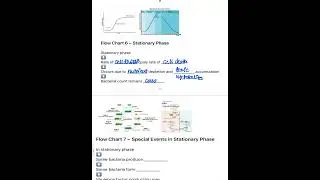 Bacterial growth curve