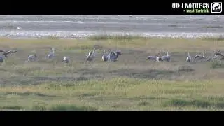 Dansende Traner ved Vadehavet