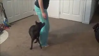 Some of Piper's Tricks