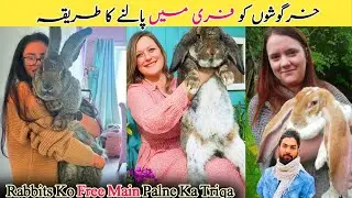 Rabbits Free main Palain 💁خرگوشوں کو فری میں پالنے کا طریقہ