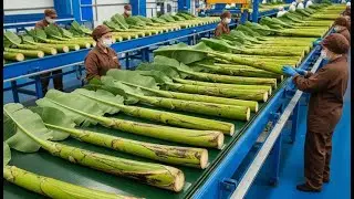 Inside The Banana Stem factory: How Banana Stems Are Transformed into High-Tech Textiles