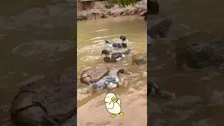 Carracos disfrutando del agua 🦆 🦆  #carracos #patos #granjafamiliar #granja