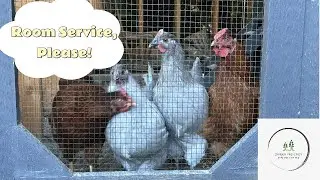 Cleaning out the Nestera Chicken Coop