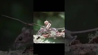 Nature photography ideas | creative nature photography ideas | #shorts