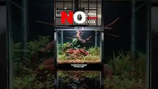 420 days old 2000rs dirted planted tank setup! 🔥#fish #fishtank #aquarium #plants #pets