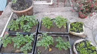 Gardening #plant #minivlog #ambikaability #weekendDay #specialday #natural beauty #Gardening #home 