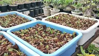 Necessary steps required after adenium seeds germination for healthy and compact seedlings.